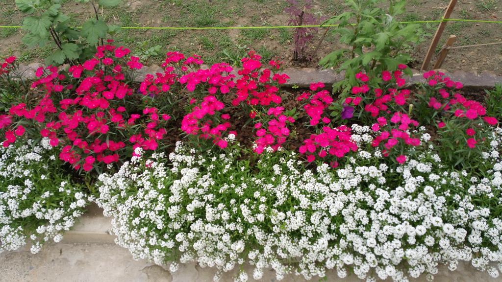 فندق ميراج Srīnagar المظهر الخارجي الصورة